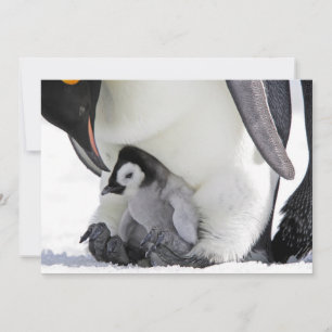 Carte De Remerciements Animaux de bébés cutest Baby Empereur Penguin