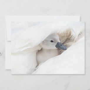 Carte De Remerciements Animaux de bébés cutest Bébé Mute Swan