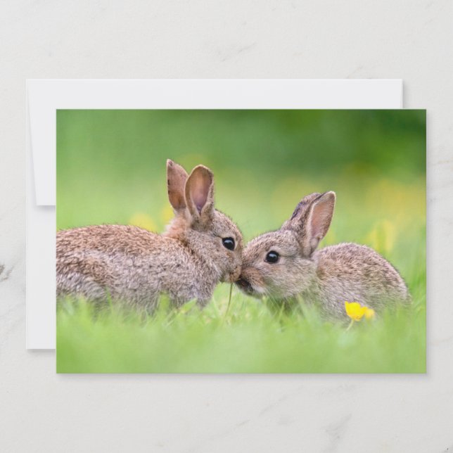 Carte De Remerciements Animaux de bébés cutest | Bunny Kiss (Devant)