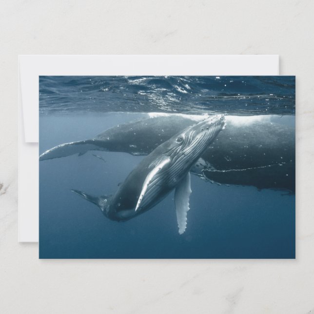 Carte De Remerciements Animaux de bébés cutest | Calf de baleine à bosse (Devant)