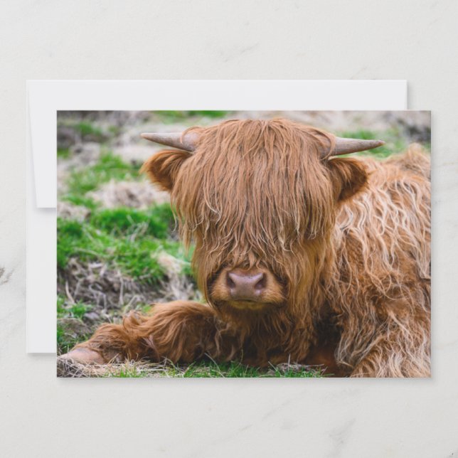 Carte De Remerciements Animaux de bébés cutest | Calf de vache des Highla (Devant)