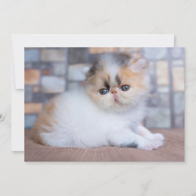 Carte De Remerciements Animaux de bébés cutest | Calico Persian Kitten (Devant)