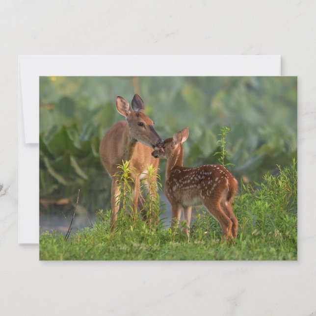 Carte De Remerciements Animaux de bébés cutest | Cerf et bébé (Devant)