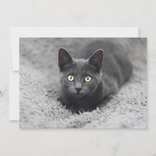 Carte De Remerciements Animaux de bébés cutest   Chat gris