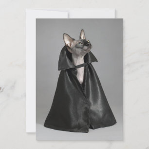 Carte De Remerciements Animaux de bébés cutest   Chat sans poil Sphynx