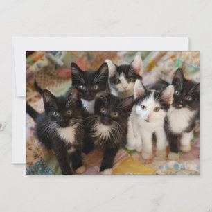 Carte De Remerciements Animaux de bébés cutest   Chatons noirs et blancs