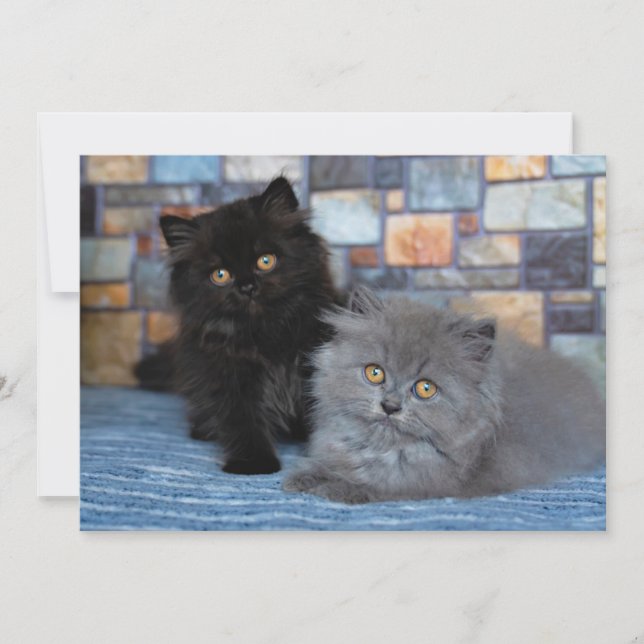 Carte De Remerciements Animaux de bébés cutest | Chatons persans sur couv (Devant)