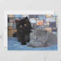 Animaux de bébés cutest | Chatons persans sur couv