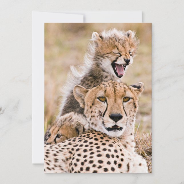 Carte De Remerciements Animaux de bébés cutest | Cheetah Cat & Cub (Devant)