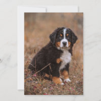 Animaux de bébés cutest | Chien de montagne bernoi