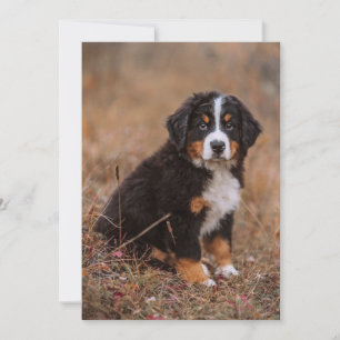Carte De Remerciements Animaux de bébés cutest   Chien de montagne bernoi