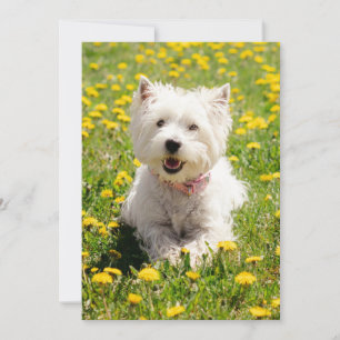 Carte De Remerciements Animaux de bébés cutest Chien Westin en Dandelio