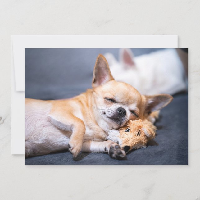 Carte De Remerciements Animaux de bébés cutest | Chihuahua Chig aux cheve (Devant)