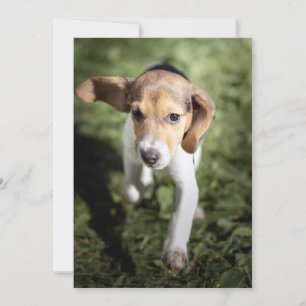 Carte De Remerciements Animaux de bébés cutest Chiot Beagle