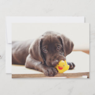 Carte De Remerciements Animaux de bébés cutest   Chocolat Labrador Puppy