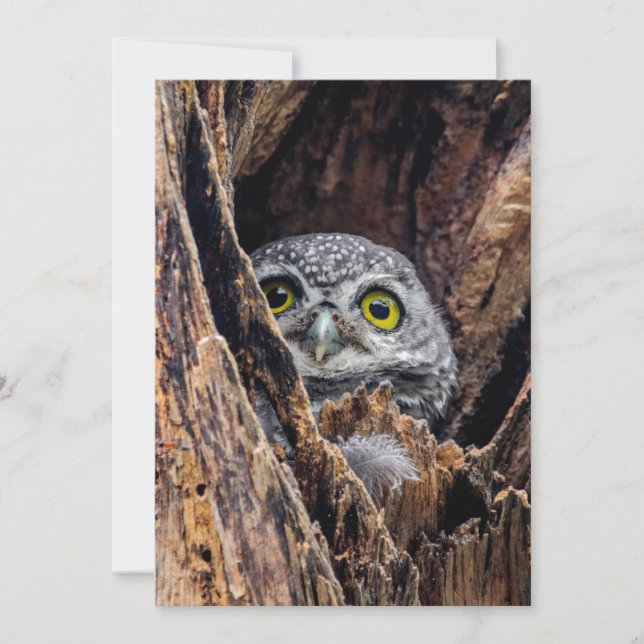 Carte De Remerciements Animaux de bébés cutest | Chouette tachetée (Devant)