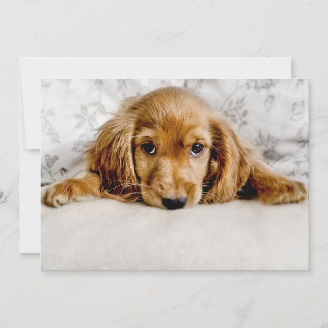 Carte De Remerciements Animaux de bébés cutest | Cocker Spaniel (Devant)