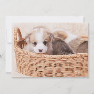 Carte De Remerciements Animaux de bébés cutest   Corgi Miny Puppy