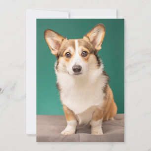Carte De Remerciements Animaux de bébés cutest   Corgi sur Turquoise