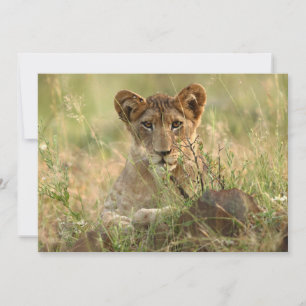 Carte De Remerciements Animaux de bébés cutest Cute Baby Lion Cub