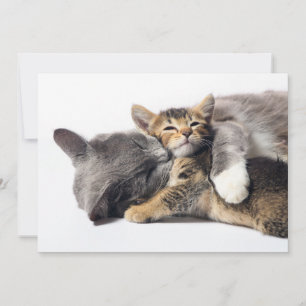 Carte De Remerciements Animaux de bébés cutest   Cute Kitten Hug