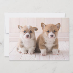 Carte De Remerciements Animaux de bébés cutest   Deux Bébés Corgis assis