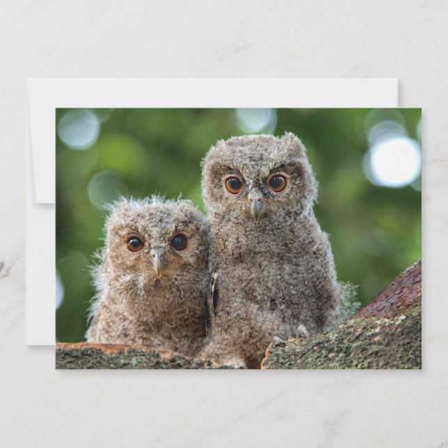 Carte De Remerciements Animaux de bébés cutest | Deux jeunes hiboux (Devant)