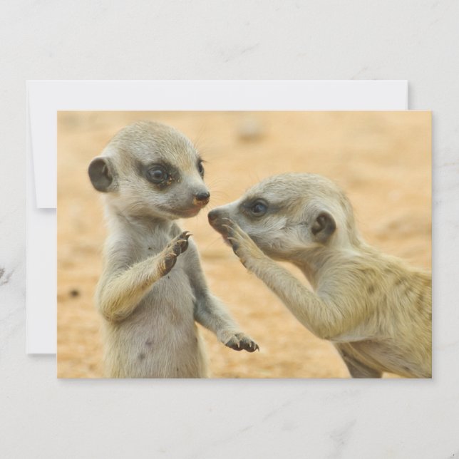 Carte De Remerciements Animaux de bébés cutest | Deux jeunes Meerkats (Devant)