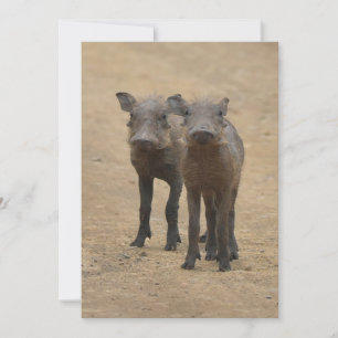Carte De Remerciements Animaux de bébés cutest   Deux jeunes phacochères