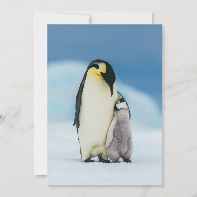 Carte De Remerciements Animaux de bébés cutest | Empereur Penguin Chick (Devant)