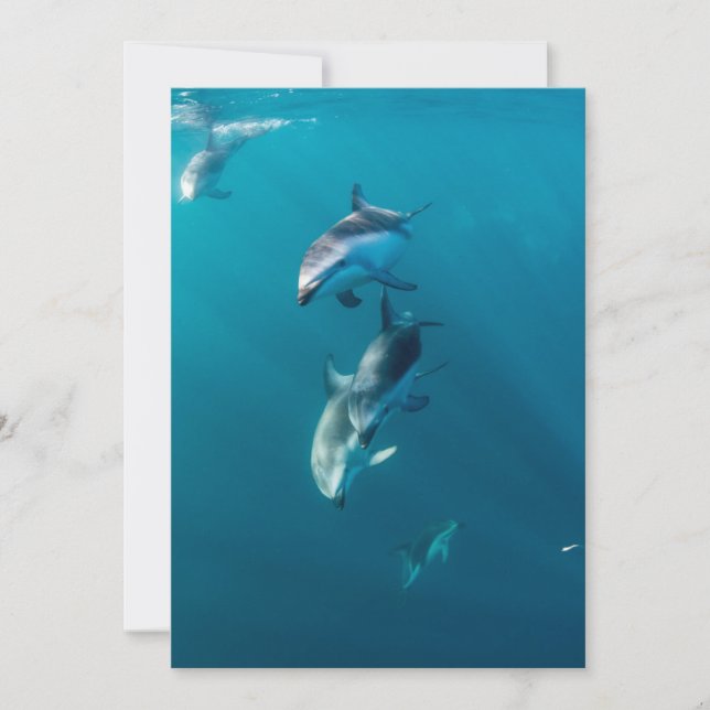 Carte De Remerciements Animaux de bébés cutest | Famille de dauphins (Devant)