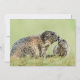 Carte De Remerciements Animaux de bébés cutest Famille des marmottes al