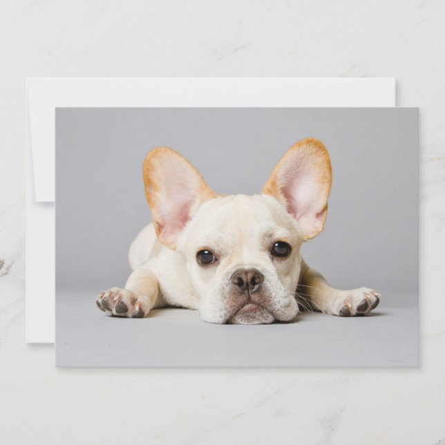 Carte De Remerciements Animaux de bébés cutest | French Bulldog Lying Dow (Devant)