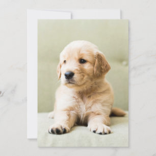 Carte De Remerciements Animaux de bébés cutest Golden Retriever Puppy