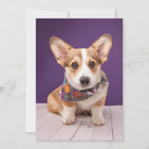 Carte De Remerciements Animaux de bébés cutest Halloween Corgi
