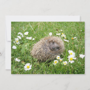 Carte De Remerciements Animaux de bébés cutest   Hérisson espagnol