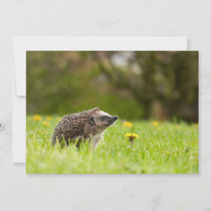 Carte De Remerciements Animaux de bébés cutest   Hérisson européen