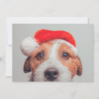 Animaux de bébés cutest | Jack Russell Chien Père 