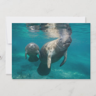 Carte De Remerciements Animaux de bébés cutest   Manat & bébé