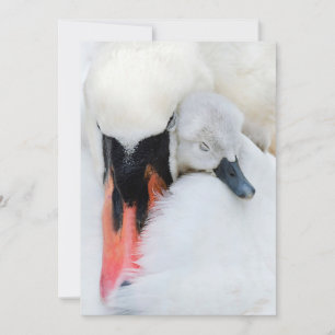 Carte De Remerciements Animaux de bébés cutest   Mère et bébé Mute Swan