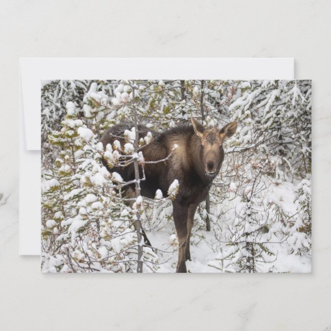 Carte De Remerciements Animaux de bébés cutest | Moose Calf (Devant)