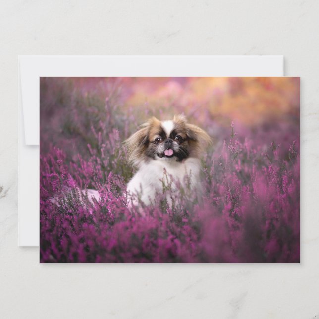 Carte De Remerciements Animaux de bébés cutest | Pekingese Puppy (Devant)