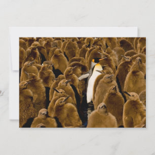 Carte De Remerciements Animaux de bébés cutest Pingouin parmi les jeune