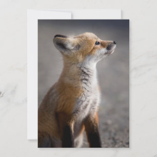 Carte De Remerciements Animaux de bébés cutest Portrait Baby Fox