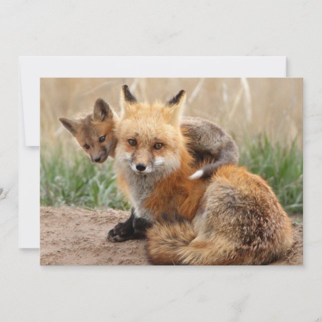 Carte De Remerciements Animaux de bébés cutest | Renard rouge et bébé (Devant)
