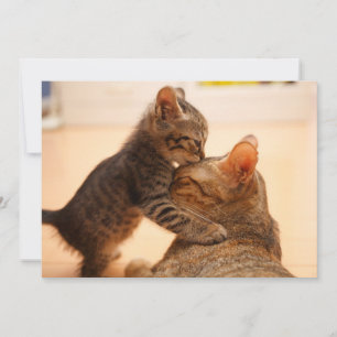 Carte De Remerciements Animaux de bébés cutest   Tabby Kitten Kiss