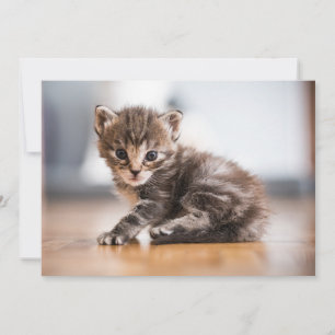 Carte De Remerciements Animaux de bébés cutest   Tiny Tabby Kitten