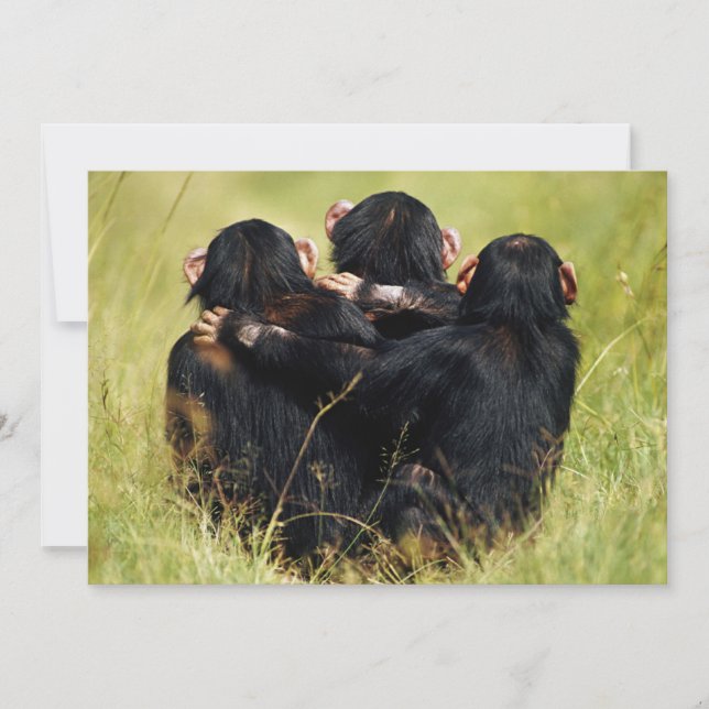 Carte De Remerciements Animaux de bébés cutest | Trois chimpanzés en trai (Devant)