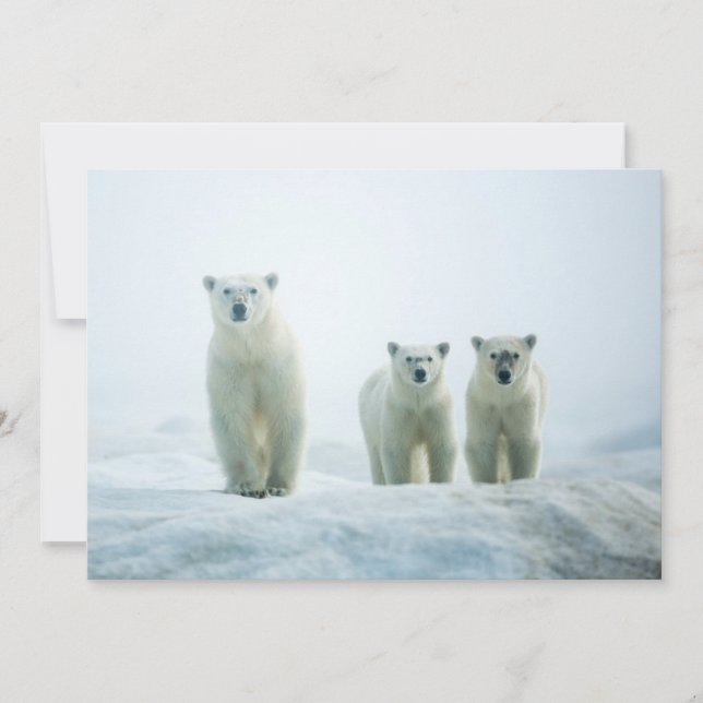 Carte De Remerciements Animaux de bébés cutest | Trois jeunes ours polair (Devant)