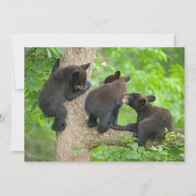 Carte De Remerciements Animaux de bébés cutest | Trois jeunes petits ours (Devant)